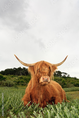 Photo: Scottish highlander cow in grass dune landscape with cloudy sky. Scottish highlander cow in grass dune landscape with cloudy sky.