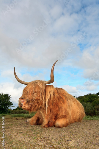 Photo: Scottish highlander cow in grass dune landscape with blue cloudy Scottish highlander cow in grass dune landscape with blue cloudy
