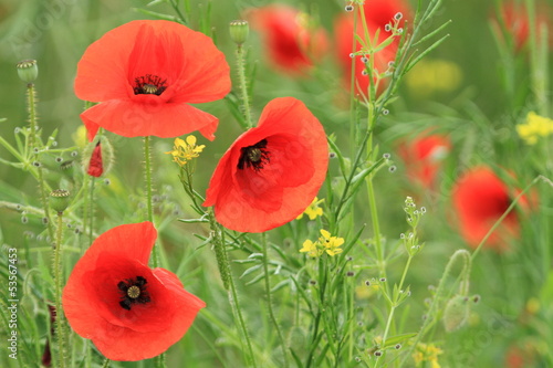 Photo: Beau coquelicots en fleurs Beau coquelicots en fleurs