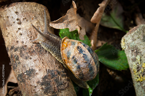 Photo: escargot escargot