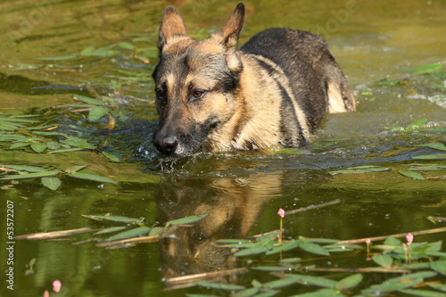 Photo: Deutscher Schäferhund trinkt im Teich Deutscher Schäferhund trinkt im Teich
