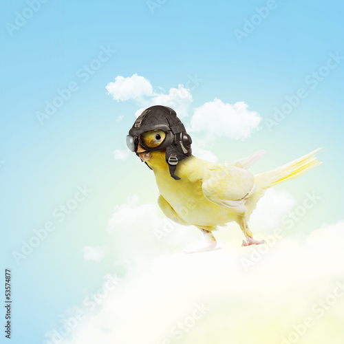 Photo: Parrot in pilot hat Parrot in pilot hat