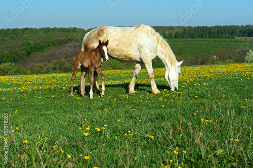 Photo: Horse Horse