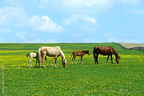 Photo: Horse Horse