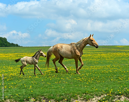 Photo: Horse Horse