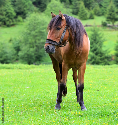 Photo: Horse Horse