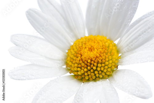 Photo: Daisy (Chamomile) Flower with Water Drops on White Background Daisy (Chamomile) Flower with Water Drops on White Background