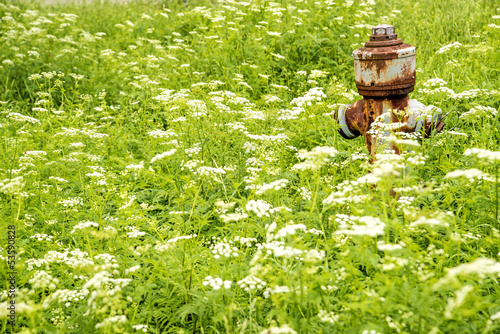 Photo: Hydrant in Blumenweise Hydrant in Blumenweise
