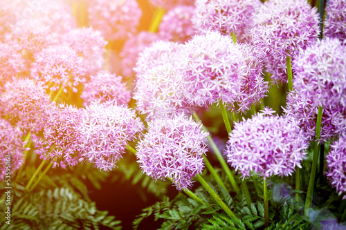 Photo: purple allium flowers purple allium flowers