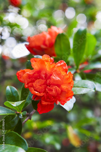 Photo: beautiful red flowers blooming pomegranate beautiful red flowers blooming pomegranate