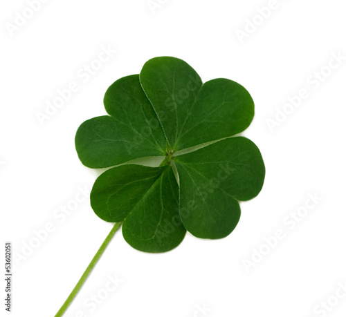 Photo: Four leaf clover Four leaf clover