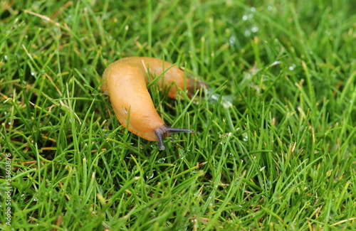 Photo: Une limace sur la pelouse Une limace sur la pelouse