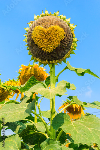 Photo: sunflower against blue sky sunflower against blue sky