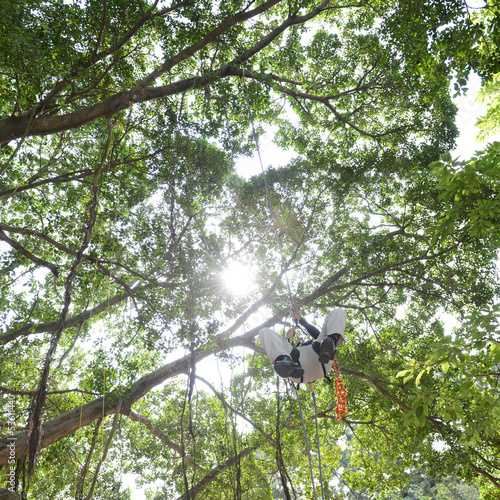 Photo: climbing high tree climbing high tree