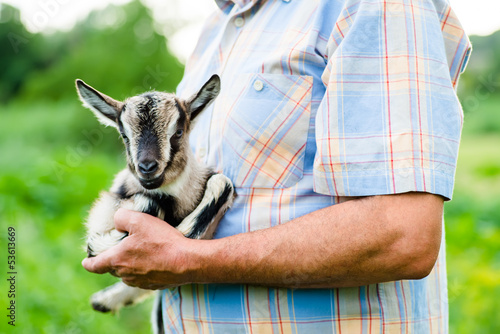Photo: little goat on hands little goat on hands