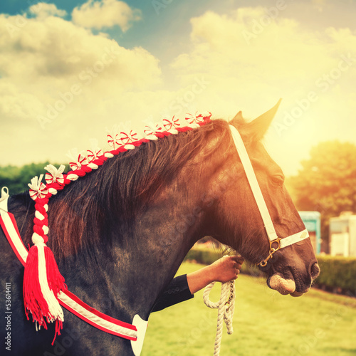 Photo: horse show horse show
