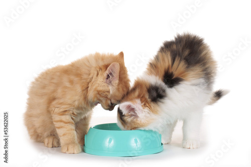 Photo: Zwei Kätzchen am Futternapf - cat food Zwei Kätzchen am Futternapf - cat food