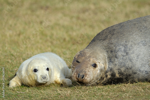 Photo: Grey Seal pup laying in the grass with mother. Grey Seal pup laying in the grass with mother.