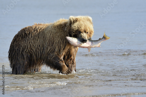 Photo: Grizzly Bear with salmon in mouth Grizzly Bear with salmon in mouth