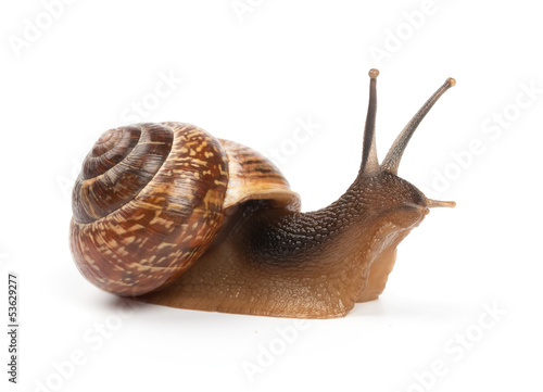 Photo: Garden snail on white background Garden snail on white background