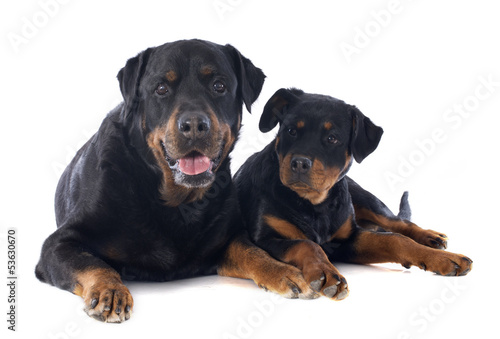 Photo: rottweiler, puppy and adult rottweiler, puppy and adult