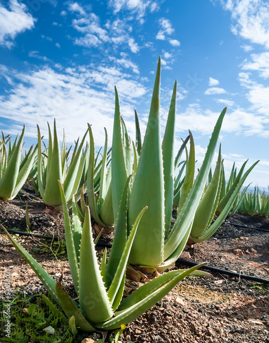 Photo: Aloe vera plantation on Furteventura Aloe vera plantation on Furteventura