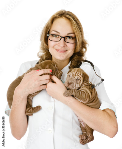 Photo: two puppies sharpei dog on hands at the veterinarian. isolated two puppies sharpei dog on hands at the veterinarian. isolated