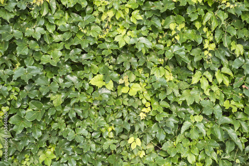 Photo: ivy leaves isolated on a white background ivy leaves isolated on a white background