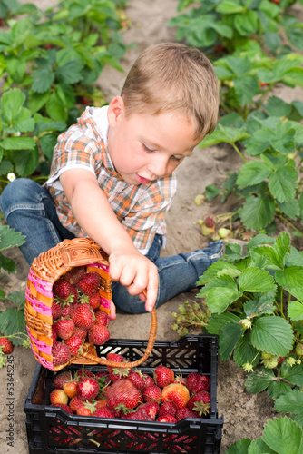 Photo: Kleiner Junge pflückt Erdbeeren Kleiner Junge pflückt Erdbeeren