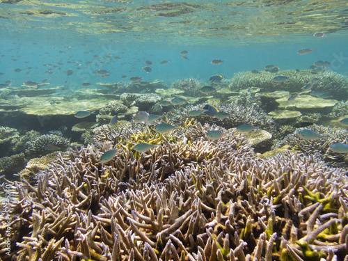 Photo: Scenery of the coral reef Scenery of the coral reef