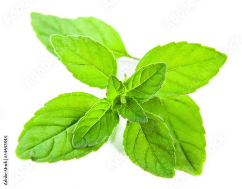 Photo: peppermint peppermint