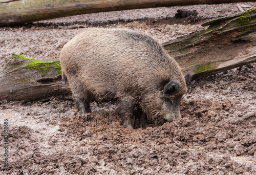 Photo: Wühlendes Wildschwein Wühlendes Wildschwein