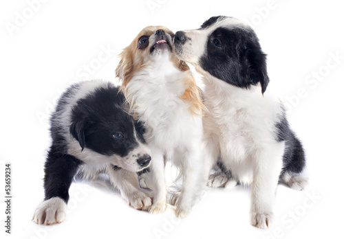 Photo: puppies border collies and chihuahua puppies border collies and chihuahua