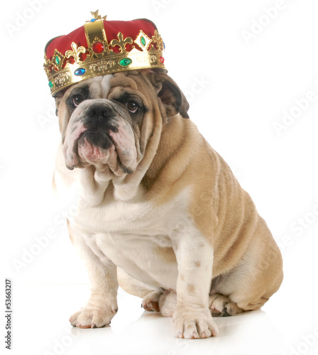 Photo: dog wearing crown dog wearing crown