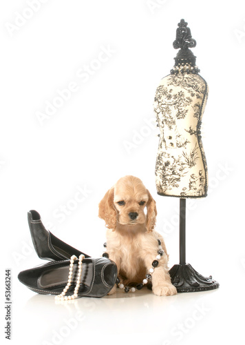 Photo: female puppy female puppy