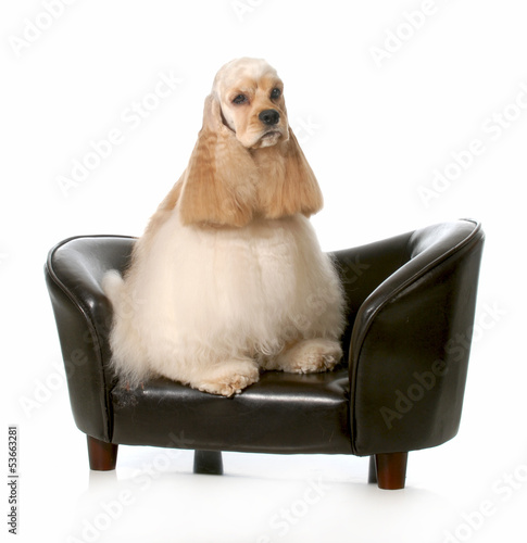 Photo: cocker spaniel cocker spaniel