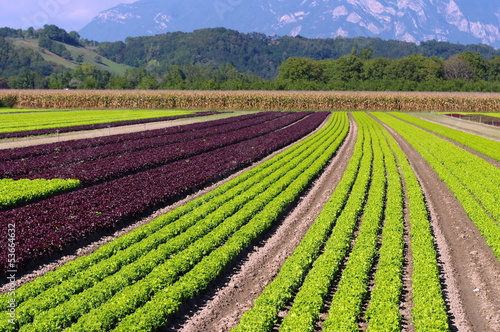 Photo: plantation de salades plantation de salades