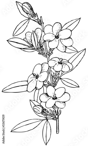 Illustration: Branch of Plant Jasminus mesnyi Branch of Plant Jasminus mesnyi