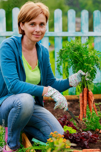 Photo: Gardening - woman and organically grown carrots Gardening - woman and organically grown carrots