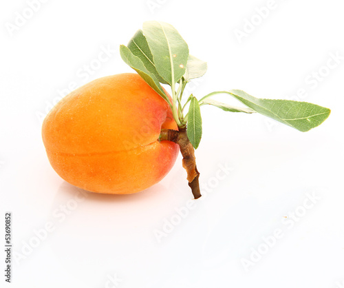 Photo: Abricot sur fond blanc Abricot sur fond blanc