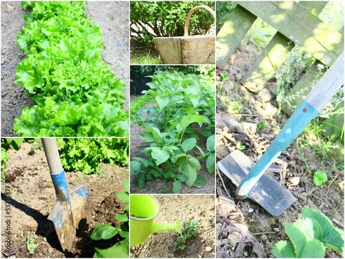 Photo: composition de jardinage composition de jardinage