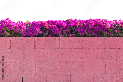 Photo: bougainvillée sur muret bougainvillée sur muret