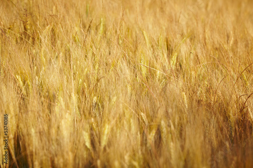 Photo: Wheat field Wheat field