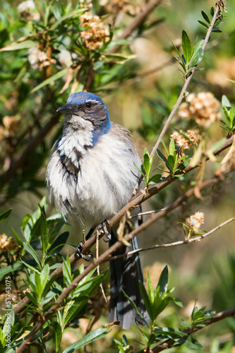 Photo: Western Scrub Jay, Aphelocoma californica Western Scrub Jay, Aphelocoma californica