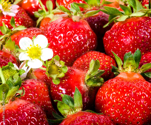 Photo: Aroma des Sommers: Frisch gepflückte Erdbeeren Aroma des Sommers: Frisch gepflückte Erdbeeren