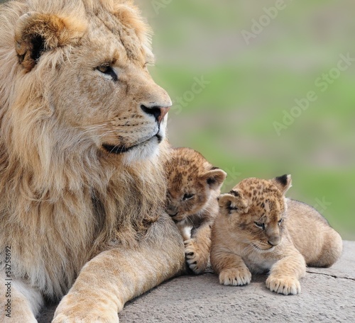 Photo: lions lions