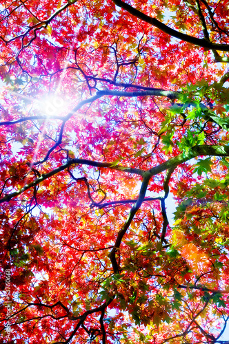 Photo: sunshine leaves sunshine leaves