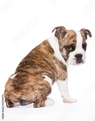 Photo: englische Bulldogge von hinten englische Bulldogge von hinten