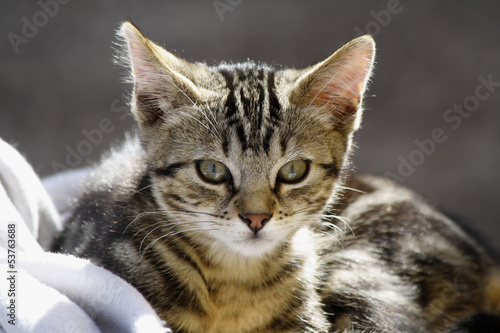 Photo: Tigerchen 2 Tigerchen 2
