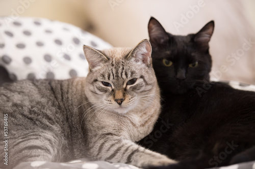 Photo: Two cute domestic short hair cats snuggle with one another Two cute domestic short hair cats snuggle with one another